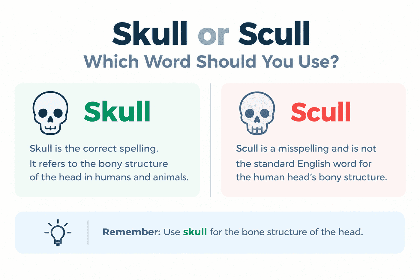 Skull or Scull Which Word Should You Use